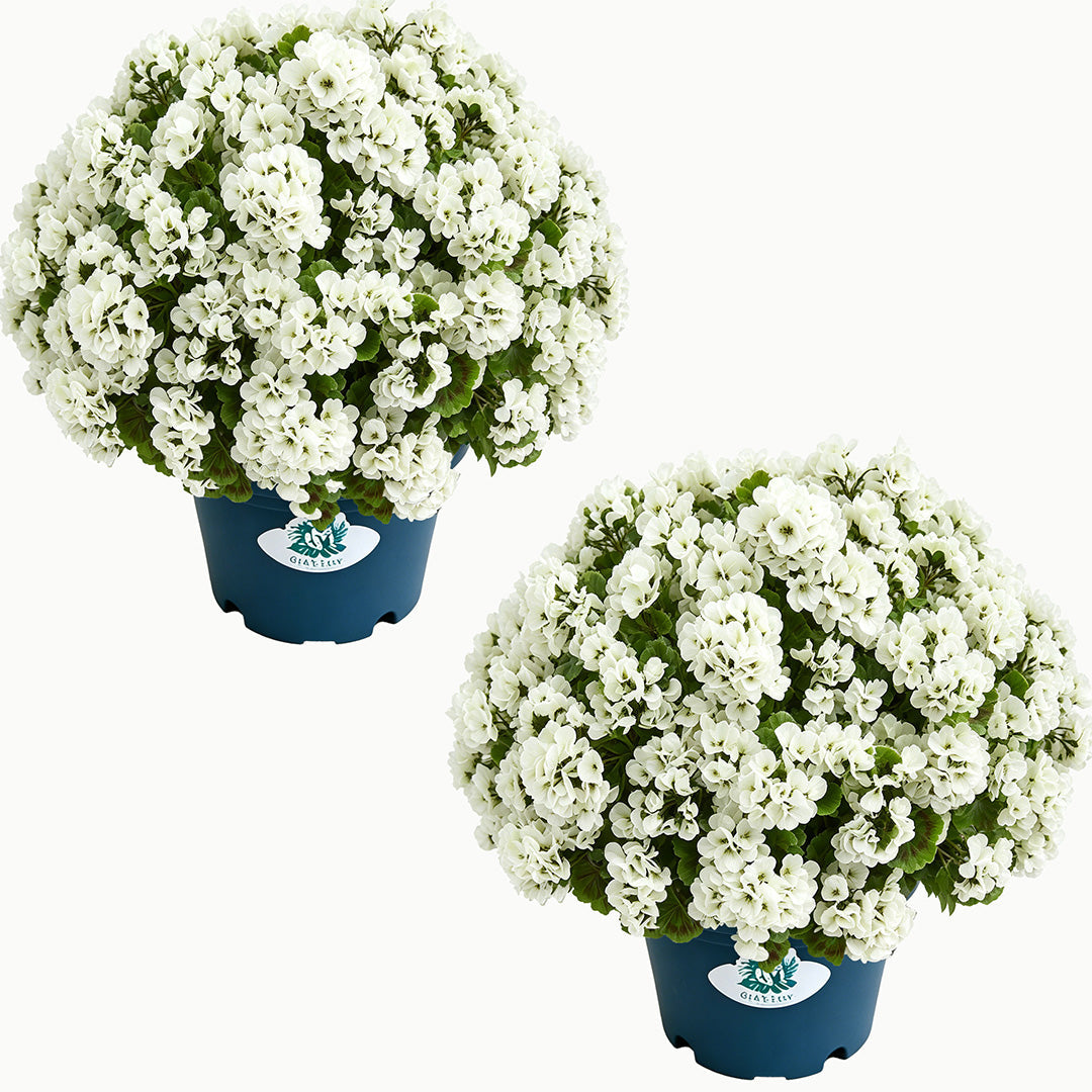 🔥Last Day 70% OFF🌼UV Resistant Artificial Geranium Flowers- UV resistant, Waterproof, Windproof