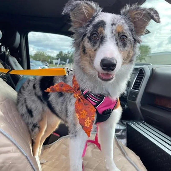 2-in-1Dog Car Seat Belt& Walking Leash
