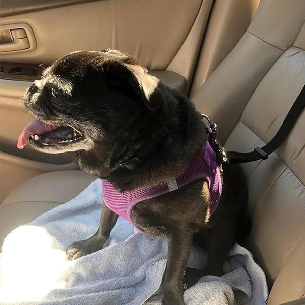 2-in-1Dog Car Seat Belt& Walking Leash