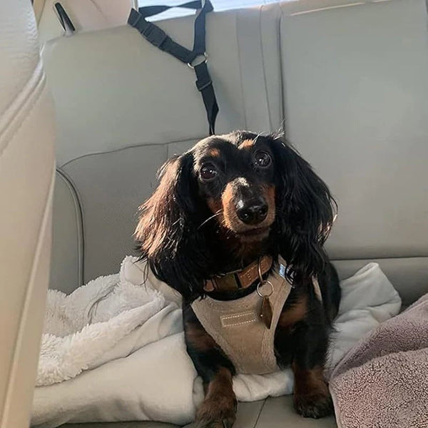 2-in-1Dog Car Seat Belt& Walking Leash
