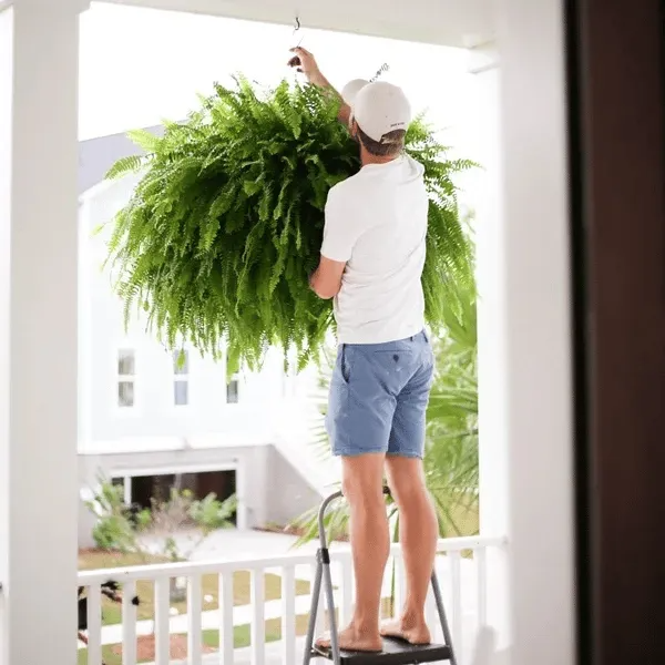 🔥 Newly Upgraded🔥Oversized Pre-Lit Artificial Boston Ferns --No watering, No fading