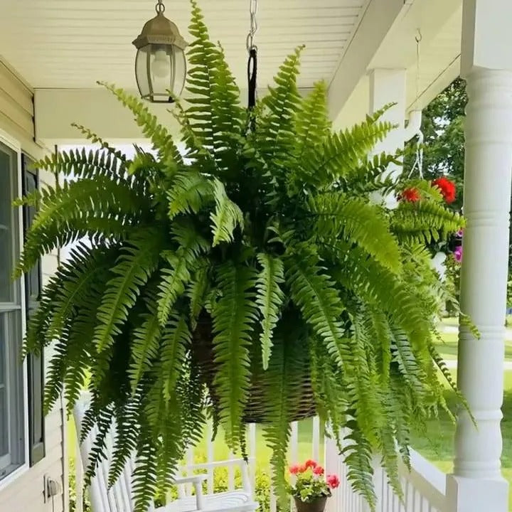 🔥 Newly Upgraded🔥Oversized Pre-Lit Artificial Boston Ferns --No watering, No fading