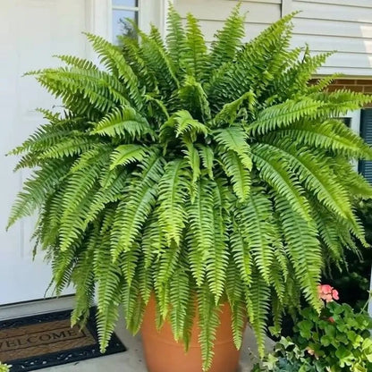 🔥 Newly Upgraded🔥Oversized Pre-Lit Artificial Boston Ferns --No watering, No fading