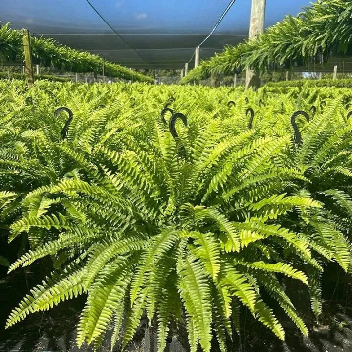 🔥 Newly Upgraded🔥Oversized Pre-Lit Artificial Boston Ferns --No watering, No fading